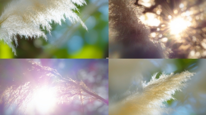 狗尾巴草芦苇花思念乡愁怀念逆光情绪镜头