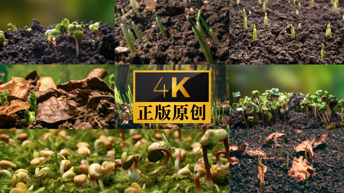 发芽 破土而出 节气 万物生长 4k