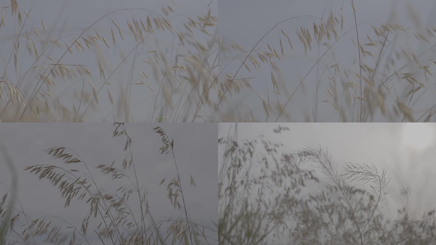 河南黄河边燕麦自然生态环境