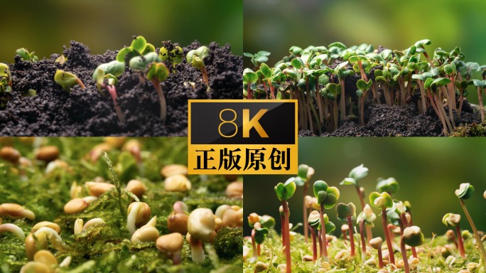 种子发芽生长延时8k 萝卜苗