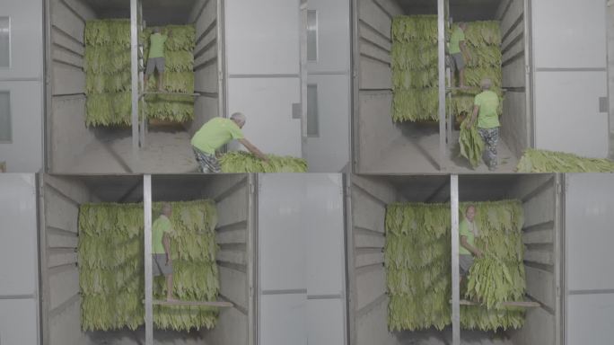 烟农烤烟房挂四层烘烤编织中国烟草烟叶种烟