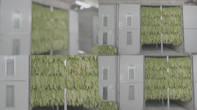 烟农烤烟房挂四层烘烤编织中国烟草烟叶种烟