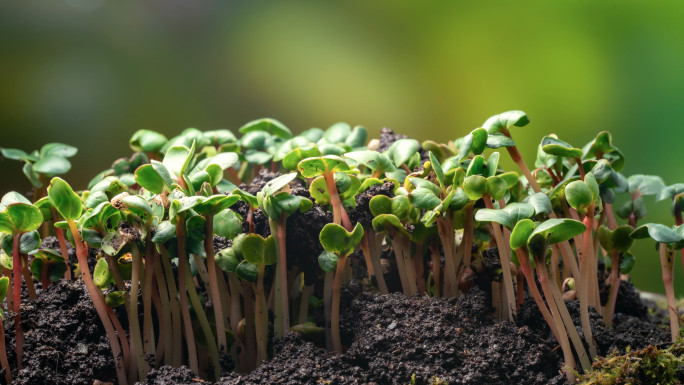种子发芽生长延时4k 萝卜苗
