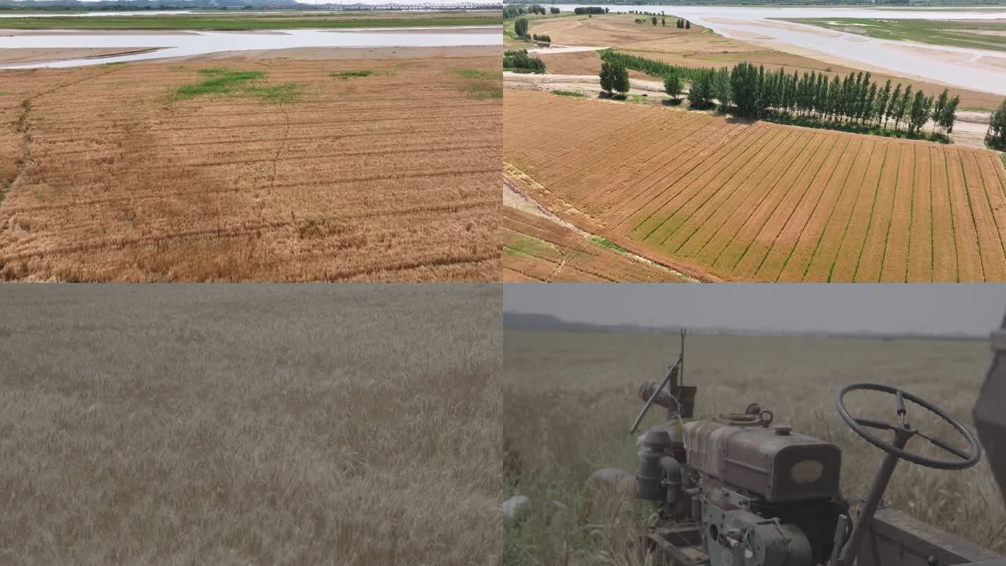 河南黄河边收麦
