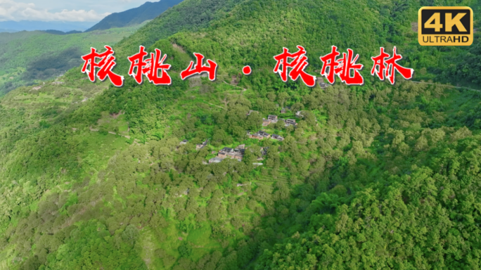核桃 核桃林 山里核桃树 满山核桃树