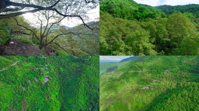 核桃 核桃林 山里核桃树 满山核桃树