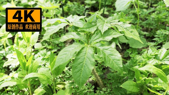 山野菜 刺五加 中药材