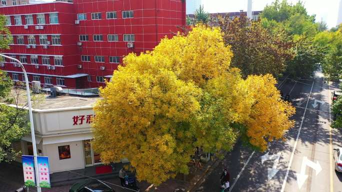 石家庄网红树网红打卡地