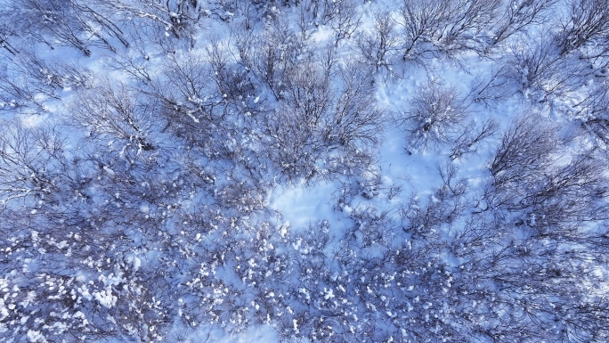唯美冬天雪景树林雾凇下雪大雪冬季小寒