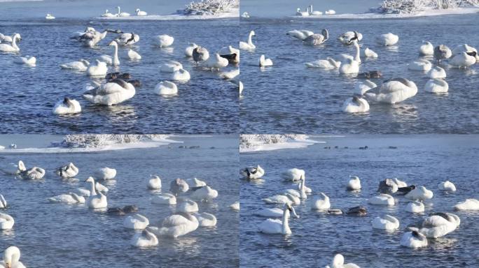 辽宁朝阳红村天鹅湾冬季雾凇