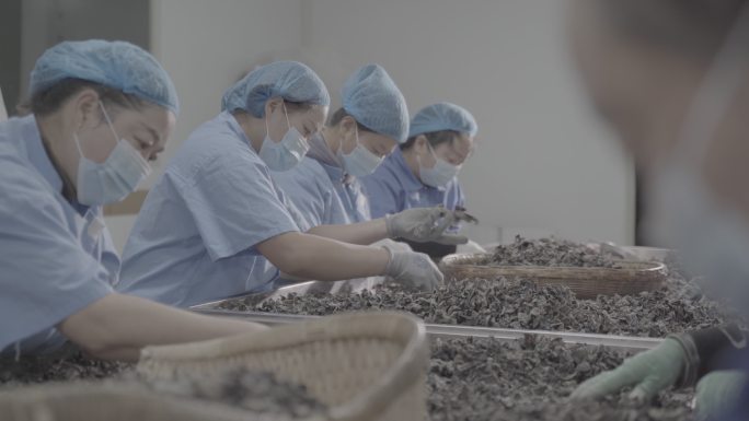 工人筛选木耳