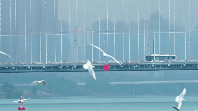 3D立体环绕转场&海鸥素材