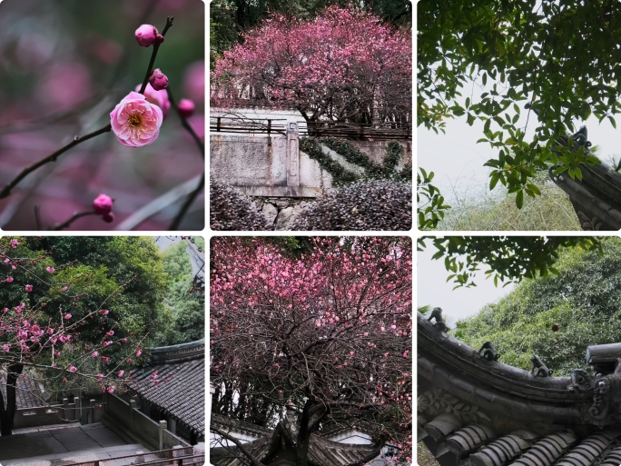 梅花实拍