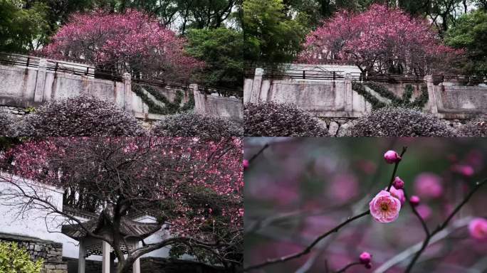 梅花实拍