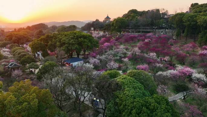 无锡梅园 梅花盛开 滨湖区 无锡 梅园