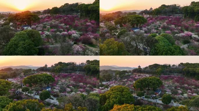 无锡梅园 梅花盛开 滨湖区 无锡 梅园
