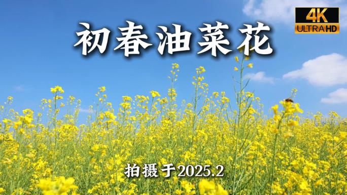 初春深圳陌上花公园油菜花合集
