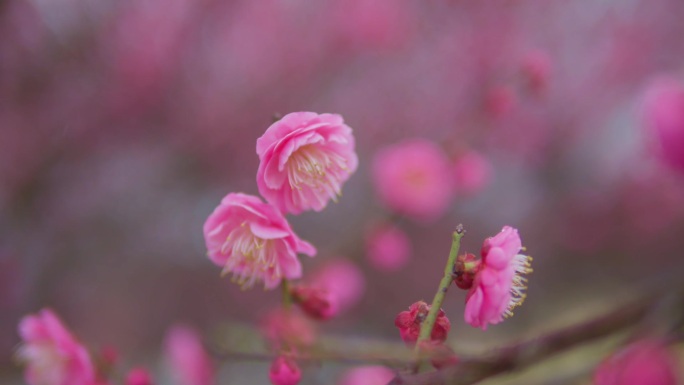 梅花立春花开花海