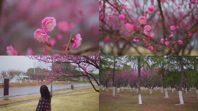 梅花立春花开花海