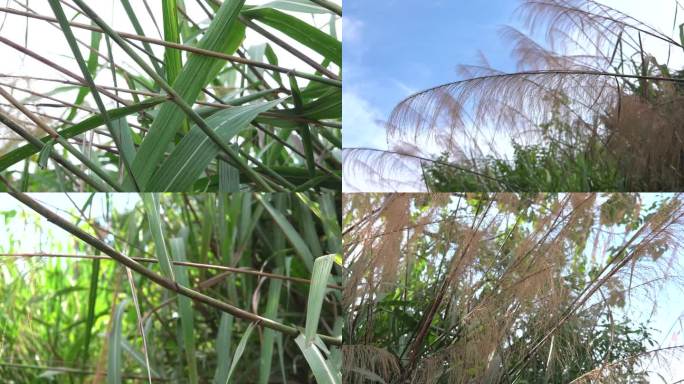 丝毛芦 植株 圆锥花序 茎秆