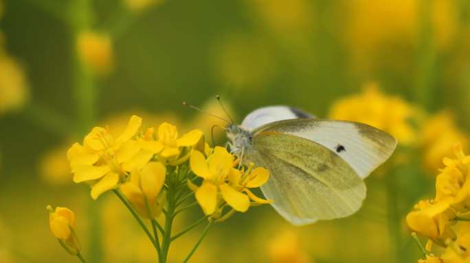 油菜花蝴蝶蜜蜂采蜜