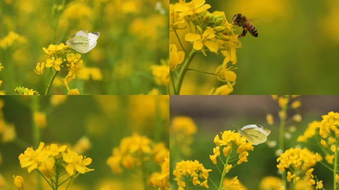 油菜花蝴蝶蜜蜂采蜜