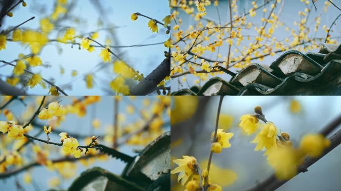 4K腊梅花