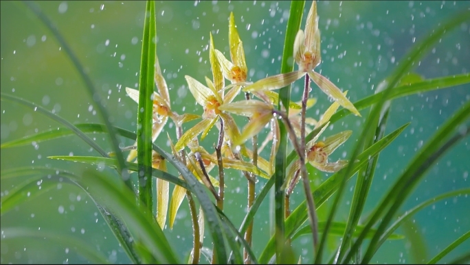 花草植物绿植