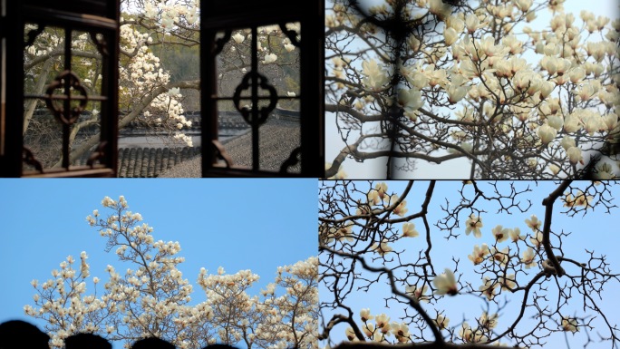 退思园玉兰花 苏州园林花窗框景
