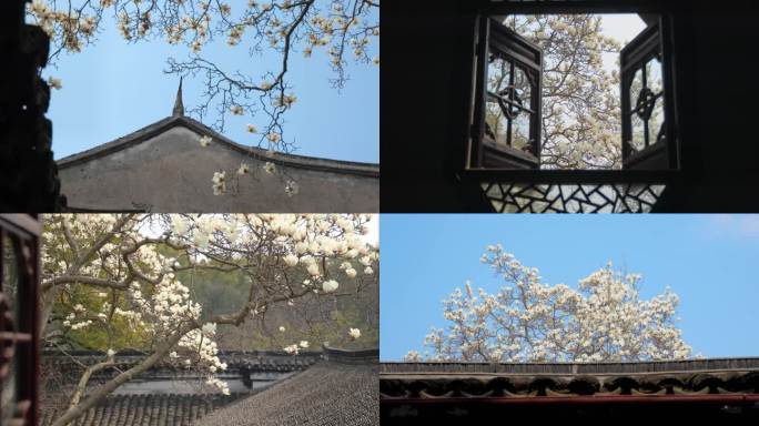 退思园玉兰花 苏州园林花窗框景