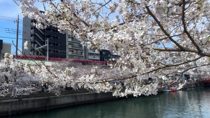 樱花树在横滨蓝色大冈川步道上方，花朵盛开，成为著名地标。