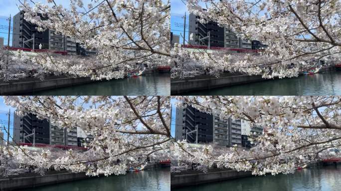 樱花树在横滨蓝色大冈川步道上方，花朵盛开，成为著名地标。