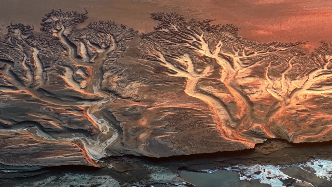 潮汐树生命之树大地之树