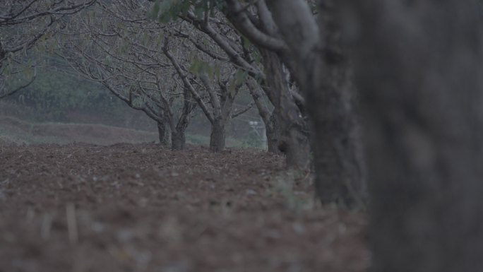 果园里湿润的泥土