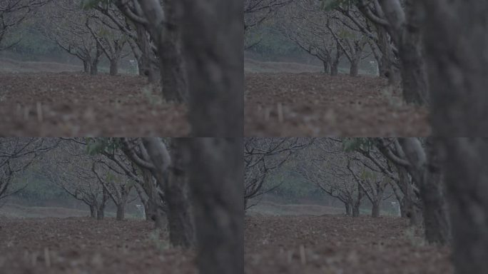 果园里湿润的泥土