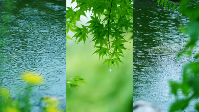 雨水 节气 竖版