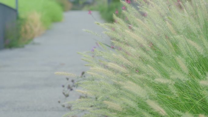 狗尾巴草芦苇荡随风飘动唯美画面背景