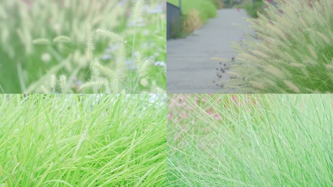 狗尾巴草芦苇荡随风飘动唯美画面背景