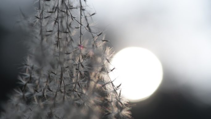 金色阳光轻抚芦苇荡