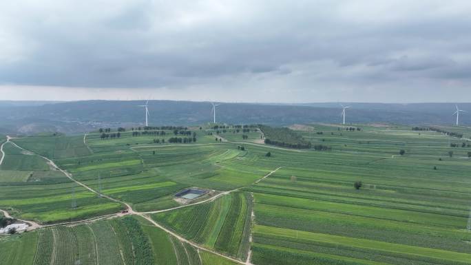 定边县杨井镇玉米地