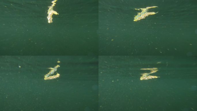 多毛虫 Polychaeta Nereis virens (Alitta virens)，来自 Ne