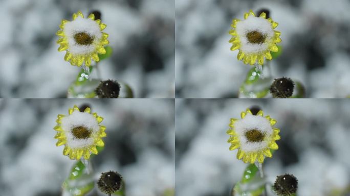 雪覆盖的向日葵特写，花瓣上厚厚的雪，冬季花园中。