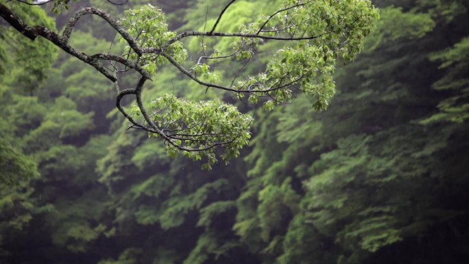 日本伊势市雨中神宫路灯及树，玩水的孩子z