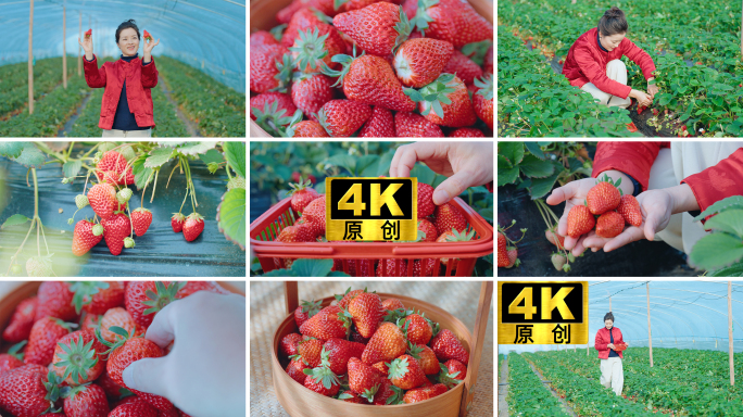 草莓园摘草莓的美女
