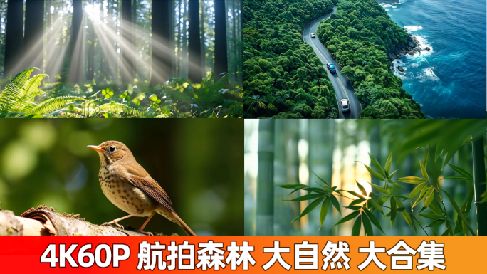森林航拍大自然生机盎然清晨环保春夏秋冬