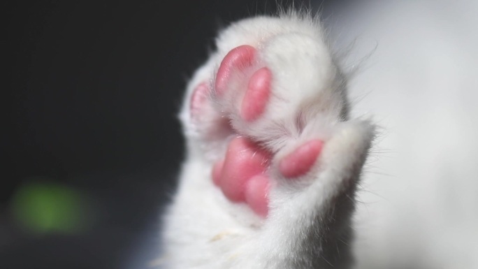 治愈系的猫爪特写