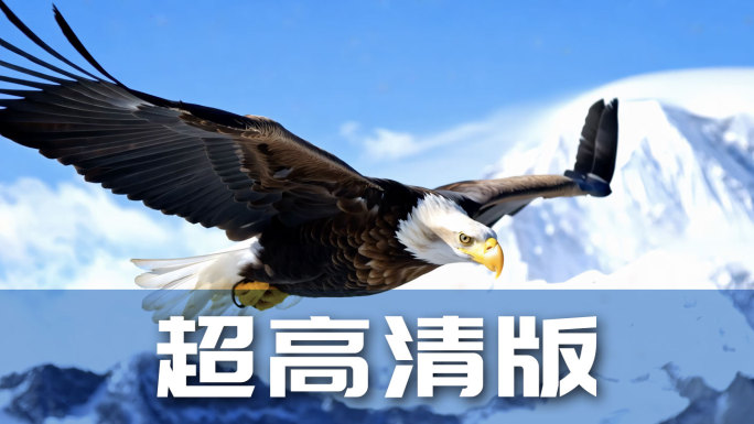 雄鹰展翅翱翔特写画面