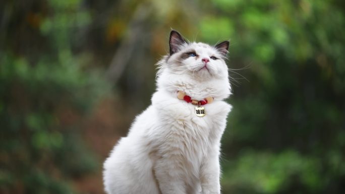 优雅猫咪的沉思
