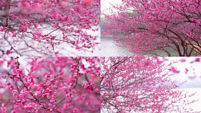 梅花花卉春天初春鲜花长沙烈士公园梅花腊梅