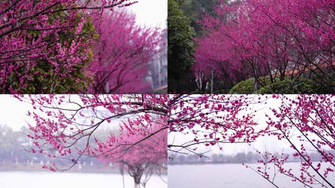 长沙烈士公园梅花 腊梅春暖花开